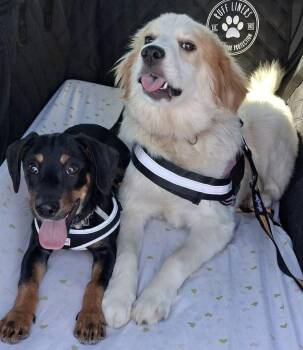 Ziggy -  Dachshund and Hound Dog for Adoption in Walnutport, Pennsylvania - Ziggy | PetCurious