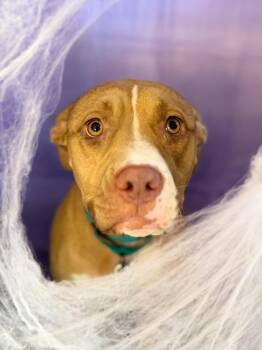 Waurika -  Pit Bull Terrier Dog for Adoption in Chickasha, Oklahoma - Waurika | PetCurious