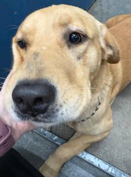 Drake -  Yellow Labrador Retriever Dog for Adoption in Henderson, North Carolina - Drake | PetCurious