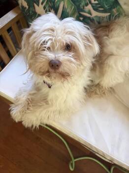 Odin -  Maltipoo Dog for Adoption in Randolph, Vermont - Odin | PetCurious