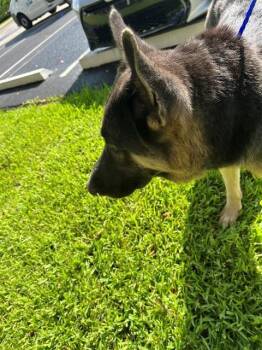 TITAN -  German Shepherd Dog Dog for Adoption in Doral, Florida - TITAN | PetCurious