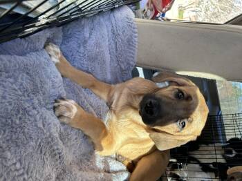 Anatolian Shepherd and Saint Bernard Dogs Available for Adoption - Heidi 25-478 | PetCurious