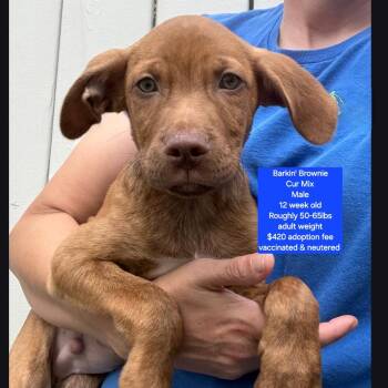 Black Mouth Cur Dogs Available for Adoption in Oviedo, Florida - Barkin