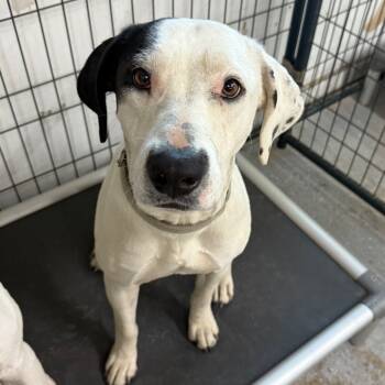 Rescue German Shorthaired Pointer and American Bulldog Dogs for Adoption in Union City, Pennsylvania - MAE-attending Our Paws-in-Prison Program | PetCurious