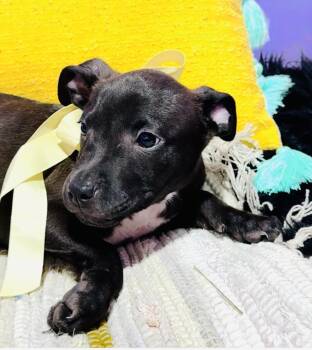 Rescue Whippet and Australian Cattle Dog Blue Heeler Dogs for Adoption in Nahunta, Georgia - Alfalfa | PetCurious