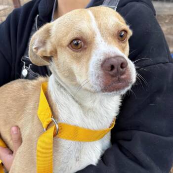 Spud -  Chihuahua and Terrier Dog for Adoption in Sonoma, California - Spud | PetCurious