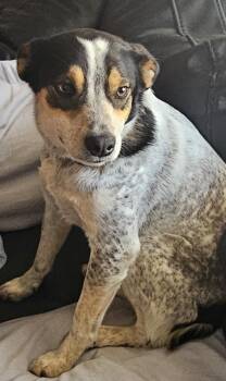 Australian Cattle Dog Blue Heeler Dogs Available for Adoption - Jack - Blue Heeler Mix | PetCurious