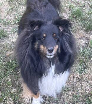 Rescue Shetland Sheepdog Sheltie Dogs for Adoption in Sidney, British Columbia - Gracie | PetCurious