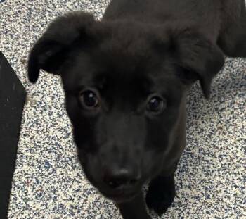 Fizzle -  Labrador Retriever Dog Available for Adoption in Golden, Colorado - Fizzle | PetCurious