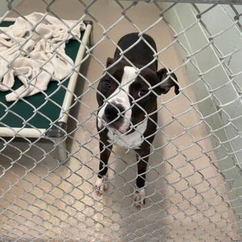 Bear -  Pit Bull Terrier and Mixed Breed Dog for Adoption in Newark, New Jersey - Bear | PetCurious