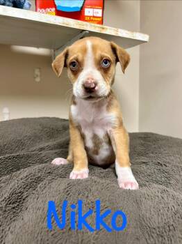 Husky Dogs Available for Adoption in West Union, Ohio - Nikko | PetCurious