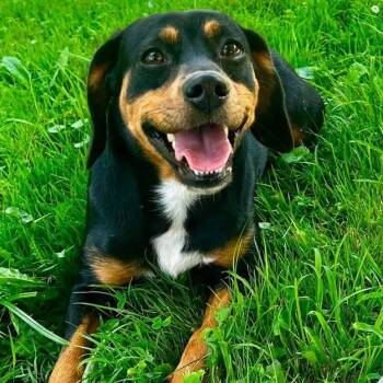 Daisy May -  Rottweiler and Beagle Dog for Adoption in New Philadelphia, Ohio - Daisy May | PetCurious