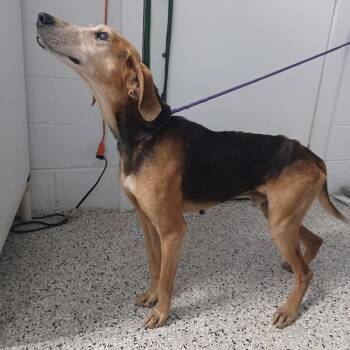 Walker -  American Foxhound and Mixed Breed Dog for Adoption in Hattiesburg, Mississippi - Walker | PetCurious