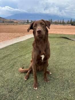 Maple -  Mixed Breed Dog for Adoption in Hurricane, Utah - Maple | PetCurious