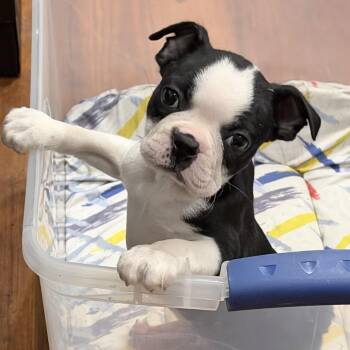 Kevin -  Boston Terrier Dog for Adoption in Chester Springs, Pennsylvania - Kevin | PetCurious