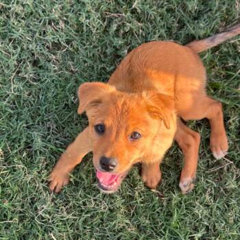 Esmy CI -  Australian Cattle Dog Blue Heeler and Sheep Dog Dog for Adoption in Austin, Texas - Esmy CI | PetCurious