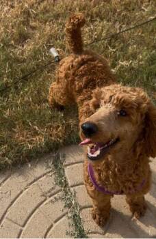 Rescue Miniature Poodle Dogs for Adoption in VERNON ROCKVL, Connecticut - Reddy | PetCurious