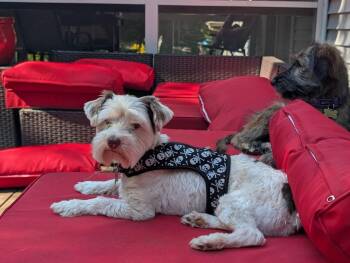 Thomas Edison -  Shih Tzu and Yorkshire Terrier Dog for Adoption in Waunakee, Wisconsin - Thomas Edison | PetCurious