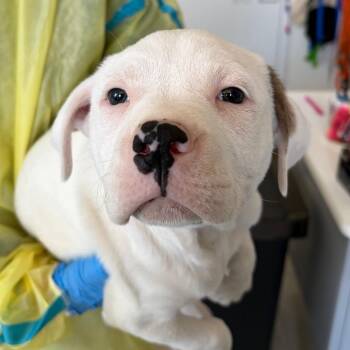 Folsom -  Pit Bull Terrier and Mixed Breed Dog for Adoption in Nashville, Tennessee - Folsom | PetCurious