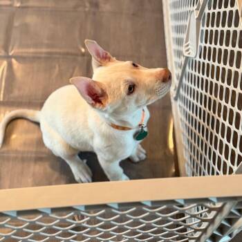 Mixed Breed Dogs Available for Adoption in Buffalo, Minnesota - Ponderay | PetCurious