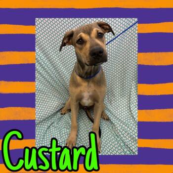 Custard -  Labrador Retriever and Mixed Breed Dog for Adoption in Royse City, Texas - Custard | PetCurious