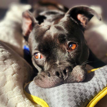 Rescue Terrier Dogs for Adoption in Decatur, Georgia - Squirrely (I Have A Secret Crush!) | PetCurious