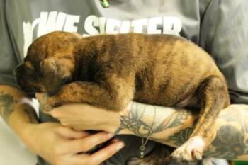 Happy -  Cattle Dog and Mixed Breed Dog for Adoption in Picayune, Mississippi - Happy | PetCurious