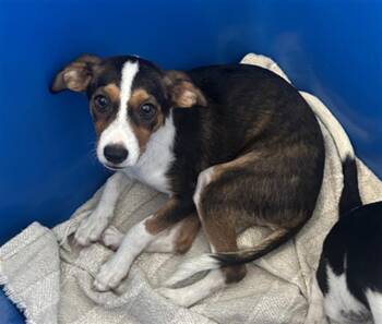 PEA -  Mixed Breed Dog for Adoption in Dallas, Texas - PEA | PetCurious
