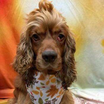Arlow -  Cocker Spaniel Dog for Adoption in Arlington, Virginia - Arlow | PetCurious