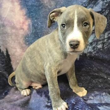 Tishomingo -  Mixed Breed Dog for Adoption in Olathe, Kansas - Tishomingo | PetCurious