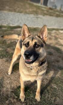 Rescue German Shepherd Dog and Akita Dogs for Adoption in Port Angeles, Washington - Chloe | PetCurious