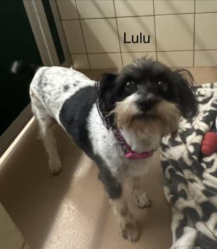 Lulu -  Shih Tzu Dog for Adoption in Ulster, Pennsylvania - Lulu | PetCurious