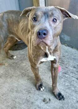 Pit Bull Terrier Dogs Available for Adoption - Wilson | PetCurious