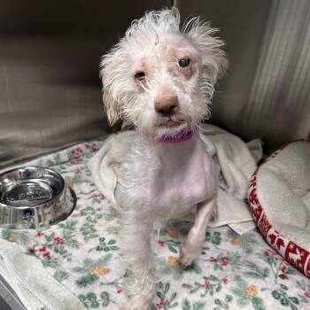 Shih Tzu and Mixed Breed Dogs Available for Adoption - Marshmallow | PetCurious