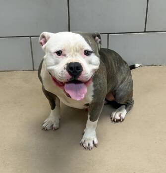 Lug Nut -  Mixed Breed Dog for Adoption in Nashville, Tennessee - Lug Nut | PetCurious