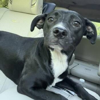 Labrador Retriever Dogs Available for Adoption in Andover, Massachusetts - Raven | PetCurious