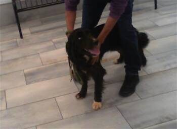 Australian Shepherd Dogs Available for Adoption - KIMMI | PetCurious