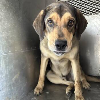 Shepherd and Hound Dogs Available for Adoption in Birmingham, Alabama - Turner | PetCurious