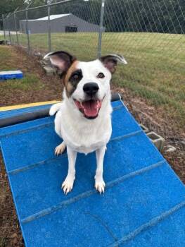 Ms. MAGGIE -  Border Collie and Jack Russell Terrier Dog for Adoption in Cullman, Alabama - Ms. MAGGIE | PetCurious