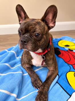 Duke -  French Bulldog and Boston Terrier Dog for Adoption in Nashville, Tennessee - Duke | PetCurious
