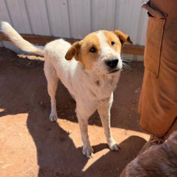 Cattle Dog Dogs Available for Adoption in Moab, Utah - Pod | PetCurious
