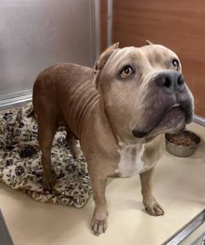 Rescue American Bulldog Dogs for Adoption in Doral, Florida - MARTINA | PetCurious