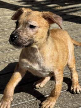 Pit Bull Terrier and Labrador Retriever Dogs Available for Adoption - Taquito | PetCurious