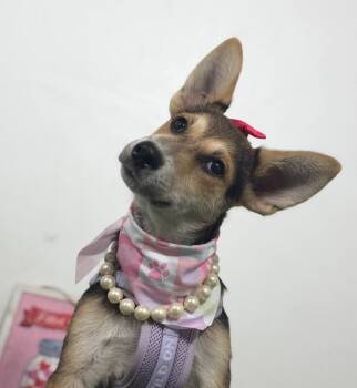Sunny-One of our Amazing Rescue Dogs -  German Shepherd Dog and Mixed Breed Dog for Adoption in Carlsbad, California - Sunny-One Of Our Amazing Rescue Dogs | PetCurious