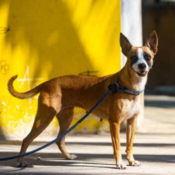 Victoria -  Rat Terrier and Chihuahua Dog for Adoption in New York, New York - Victoria | PetCurious