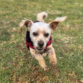 Chihuahua and Yorkshire Terrier Dogs Available for Adoption - Carmelo | PetCurious