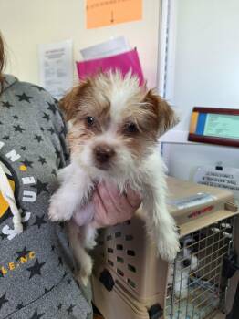 Terrier Dogs Available for Adoption in Candler, North Carolina - Blanche | PetCurious