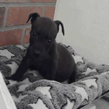 Rexxar -  Chihuahua Dog Available for Adoption in Park Row, Texas - Rexxar | PetCurious