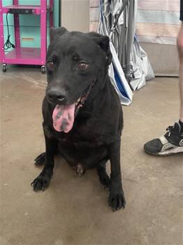 AMBROSIUS -  Mixed Breed Dog for Adoption in Dallas, Texas - AMBROSIUS | PetCurious