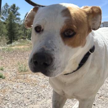 Charlie - Butler Campus -  Pit Bull Terrier Dog for Adoption in Flagstaff, Arizona - Charlie - Butler Campus | PetCurious